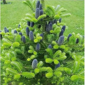 Ель Корейская до 20 см