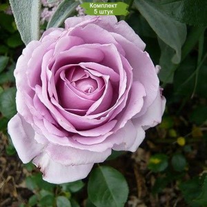 Комплект 5шт / Роза Ля Роз дю Пети Принс (шраб)