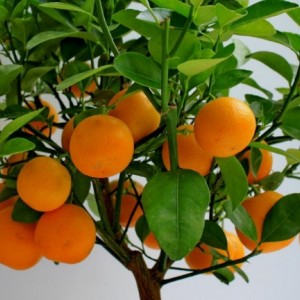 Мандарин Нова